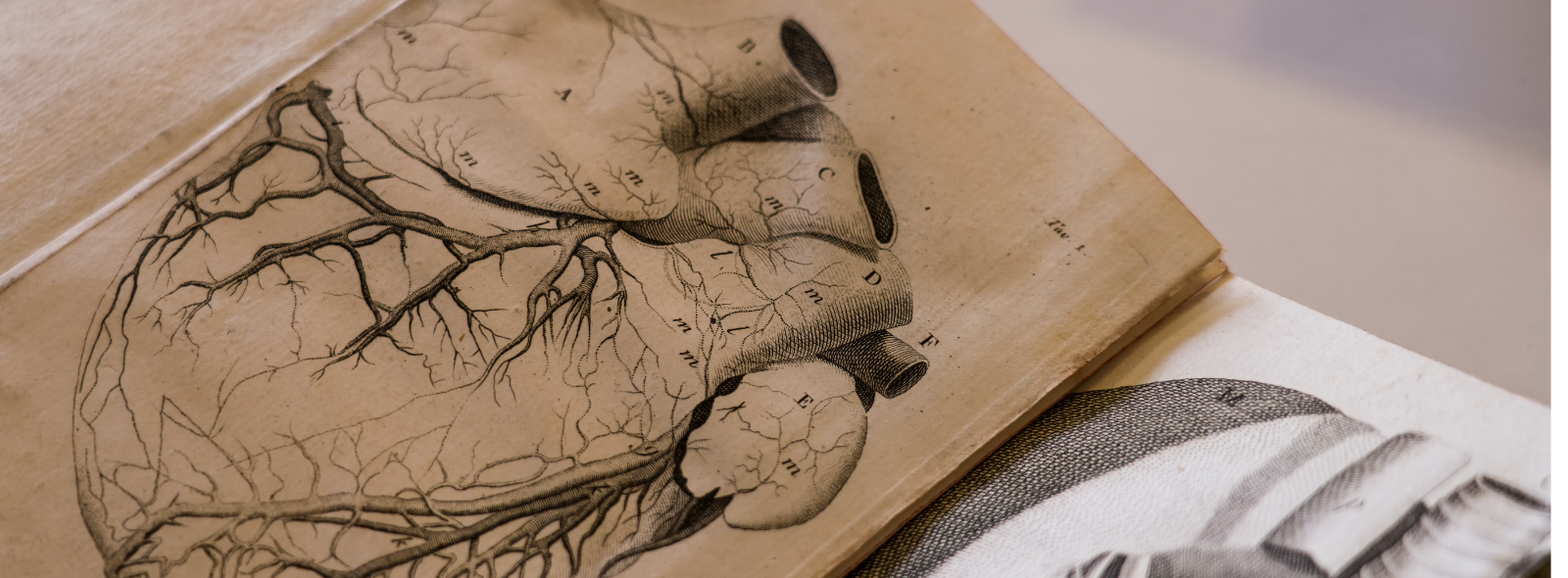 Immagine del cuore in un libro antico di anatomia
