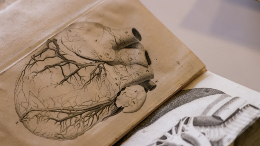 Anima Anatomica : pagina di un libro antico di anatomia